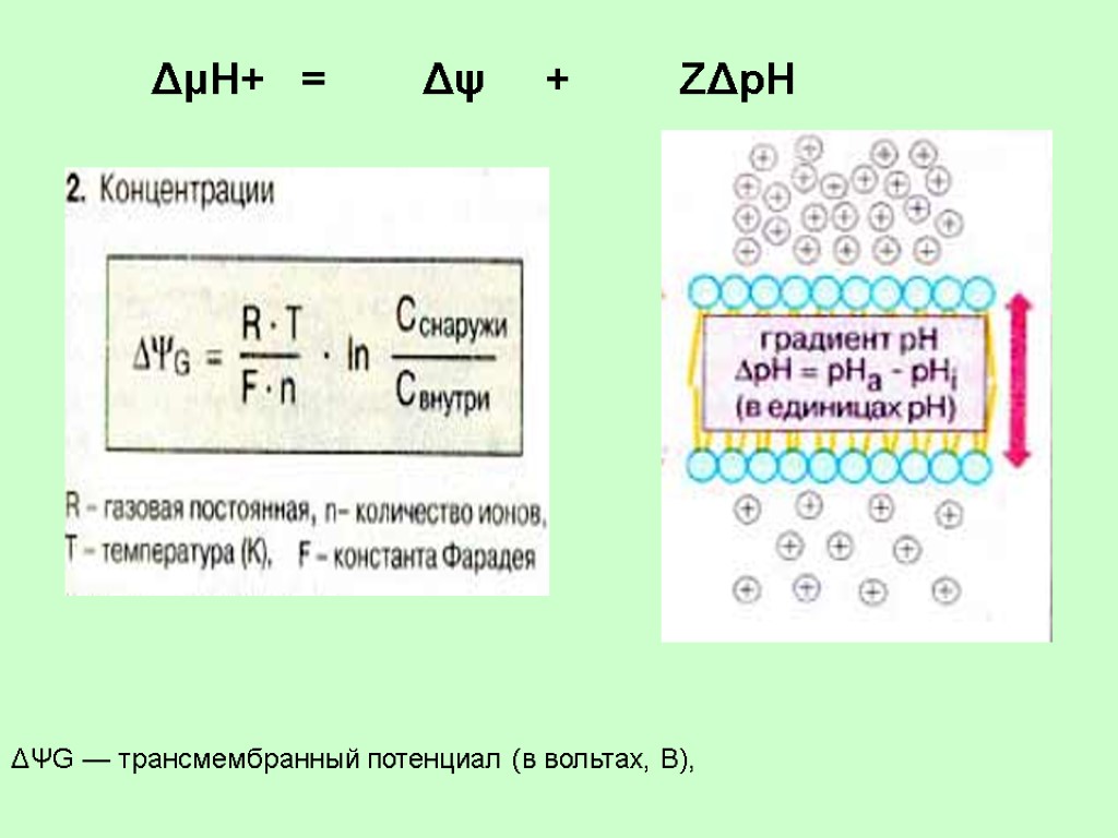 ΔΨG — трансмембранный потенциал (в вольтах, В), ΔμН+ = Δψ + ZΔpH